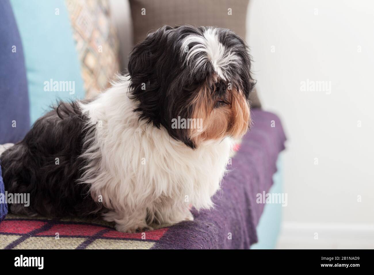 Drôle de chien ​​is assis à la maison sur le canapé. Animal de compagnie Shih Tzu. La Solitude. Banque D'Images