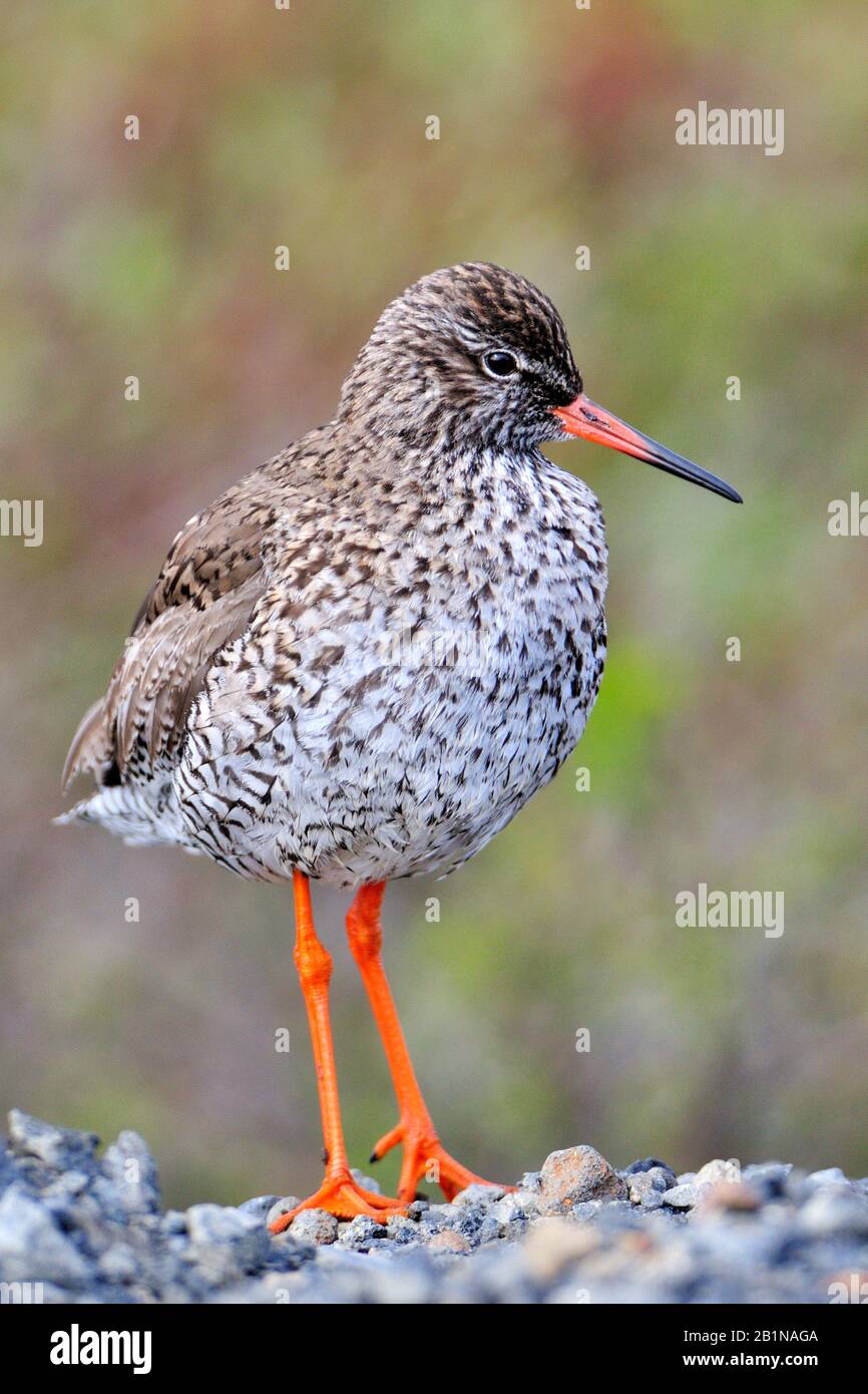 redshank islandais (Tringa totanus robusta), au sol, Islande, Myvatn Banque D'Images