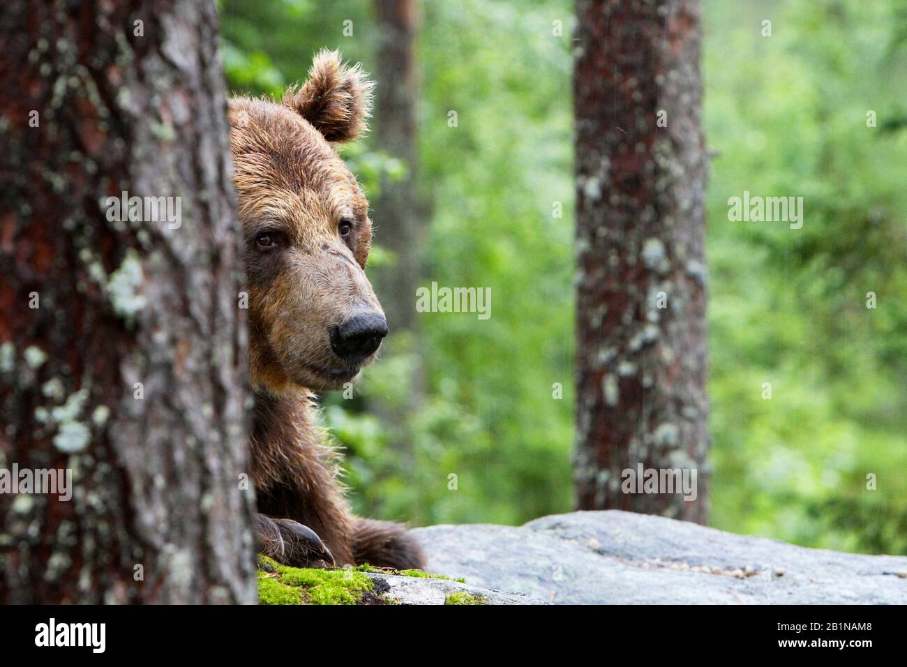 Ours brun européen (Ursus arctos arctos), pairs derrière un tronc d'arbre, Finlande Banque D'Images
