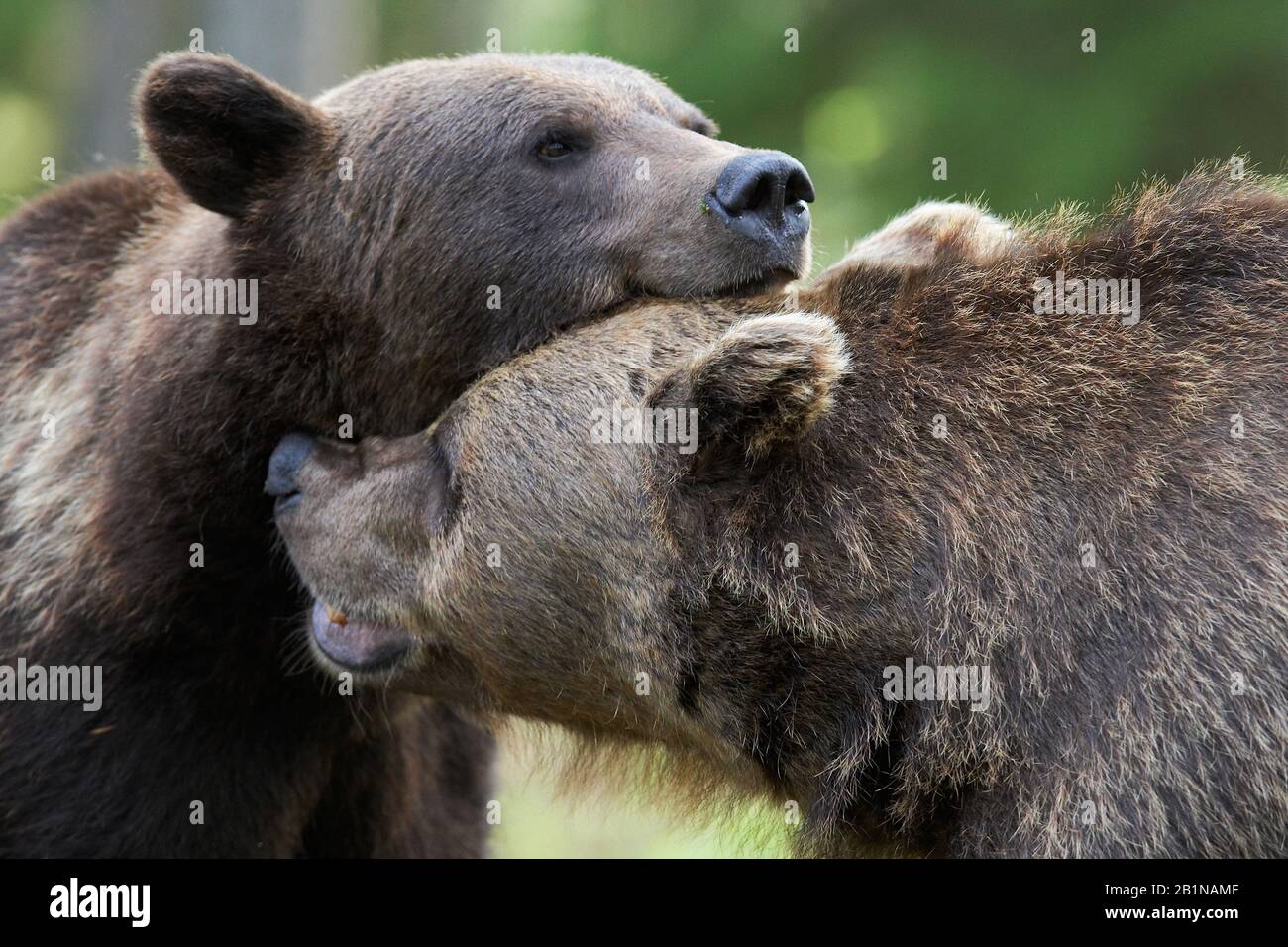 Ours brun européen (Ursus arctos arctos), deux ours en perte, Finlande Banque D'Images