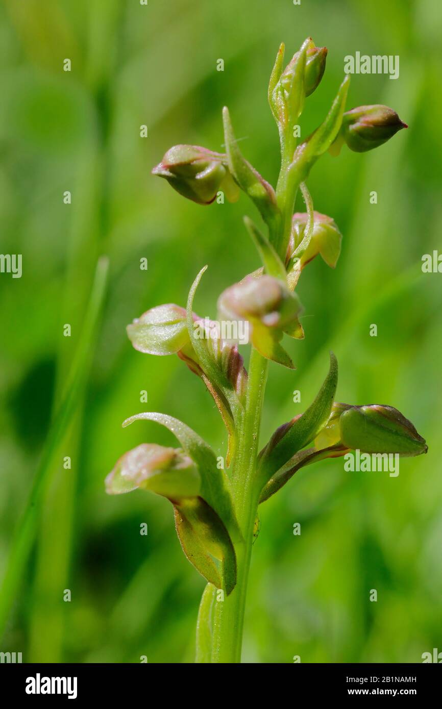 Orchidée de grenouille (Coeloglossum viride), inflorescence, Pays-Bas, Limbourg Banque D'Images
