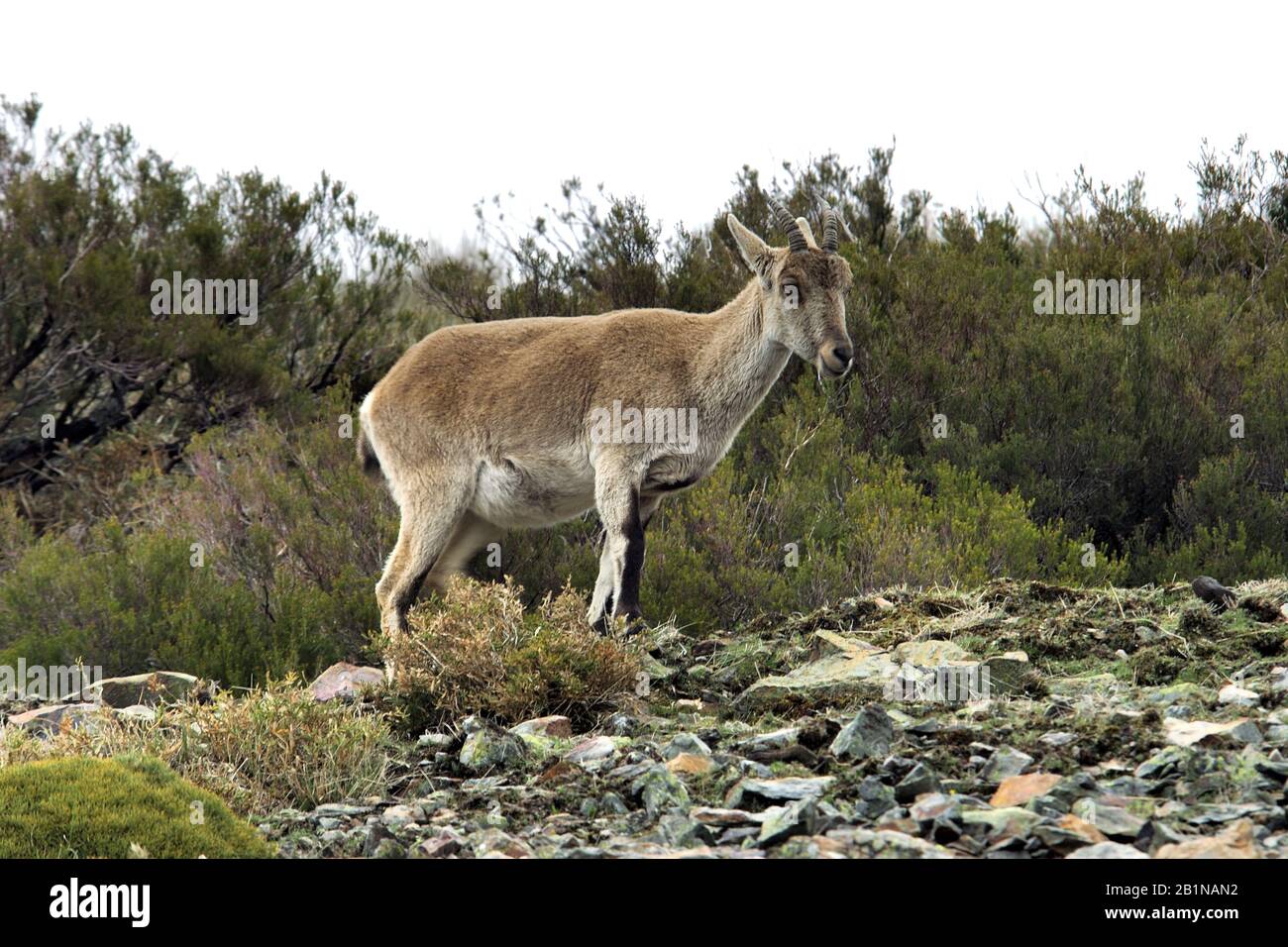 Mouflon asiatique (Ovis orientalis), femme, Espagne Banque D'Images
