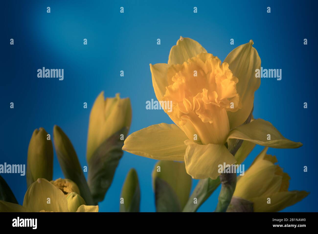 Fleurs de jonquille jaune ou narcisse sur fond bleu avec espace de copie pour le texte. Printemps, fête des mères ou concept de Pâques. Banque D'Images