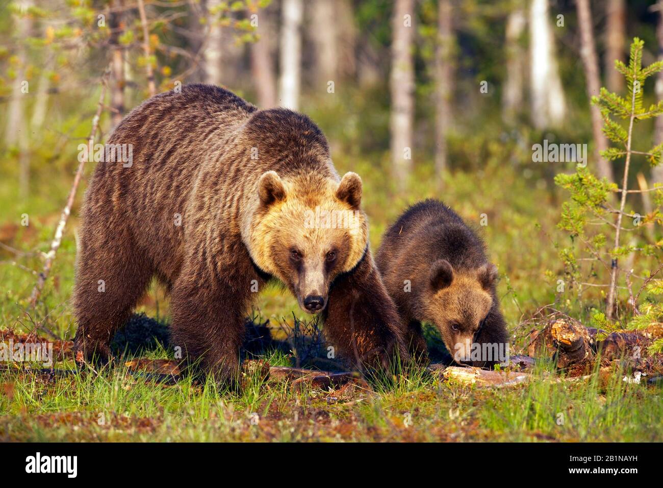 Ours brun européen (Ursus arctos arctos), femme avec cub, Finlande Banque D'Images
