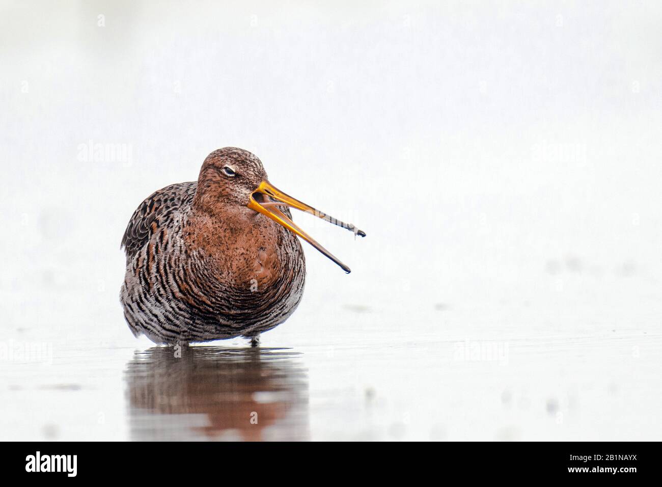Le godwit à queue noire (Limosa limosa), se trouve dans des eaux peu profondes, aux Pays-Bas Banque D'Images