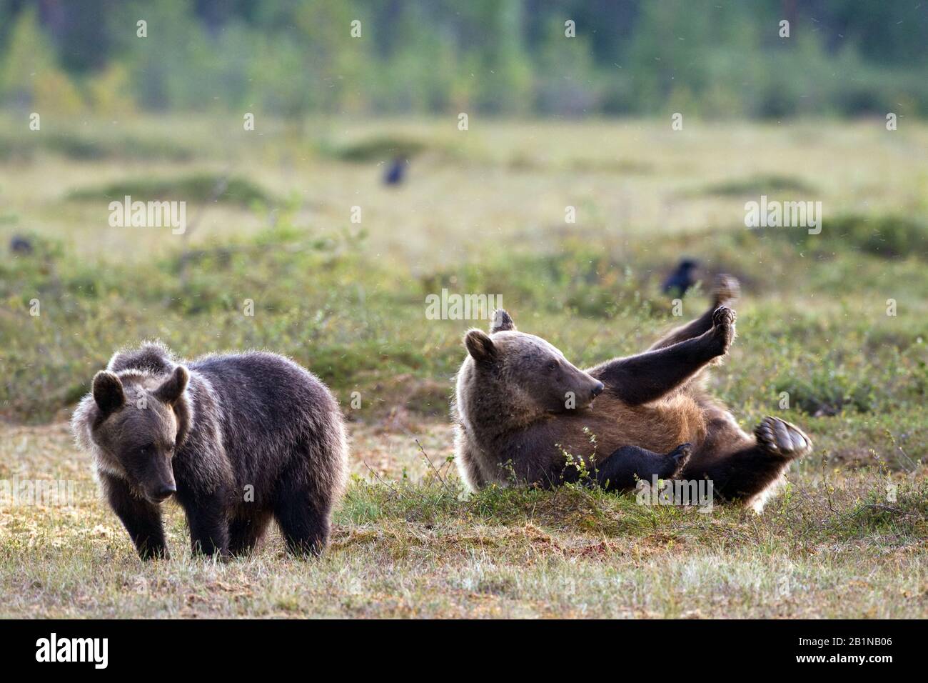 Ours brun européen (Ursus arctos arctos), deux ours à ombre, Finlande Banque D'Images
