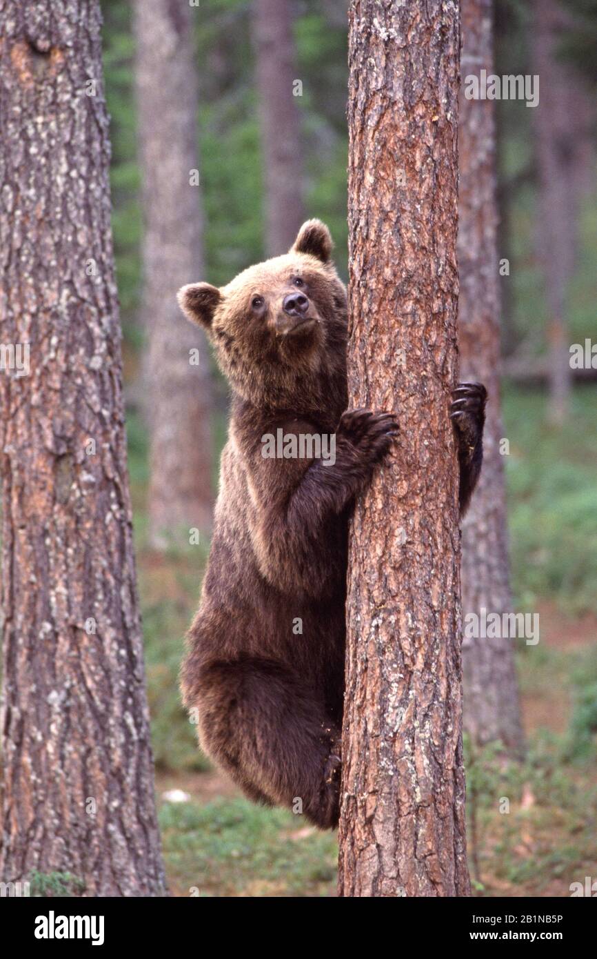 Ours brun européen (Ursus arctos arctos), grimpent sur un arbre, en Finlande Banque D'Images