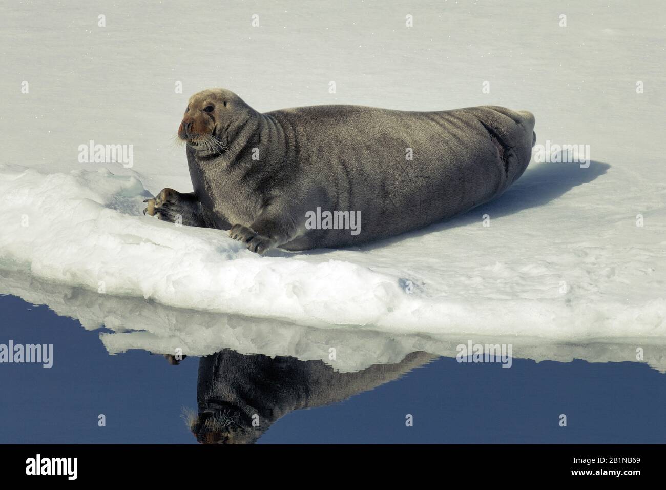 Phoque barbu (Erignathus barbatus), sur glace de boîte, Norvège, Svalbard Banque D'Images