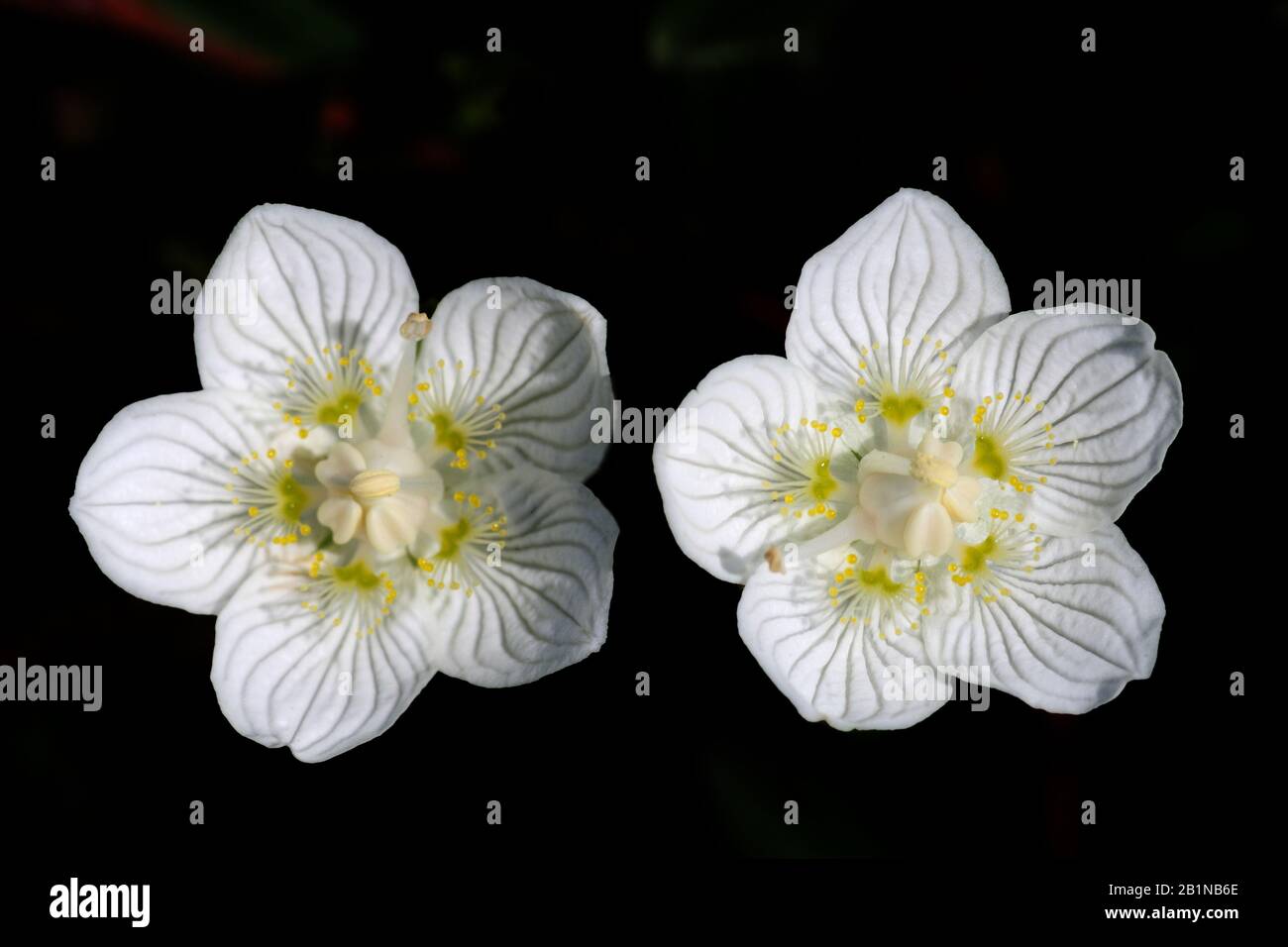 Marsh herbe-de-parnassus (Parnassia palustris), deux fleurs sur fond noir, Pays-Bas, Texel Banque D'Images