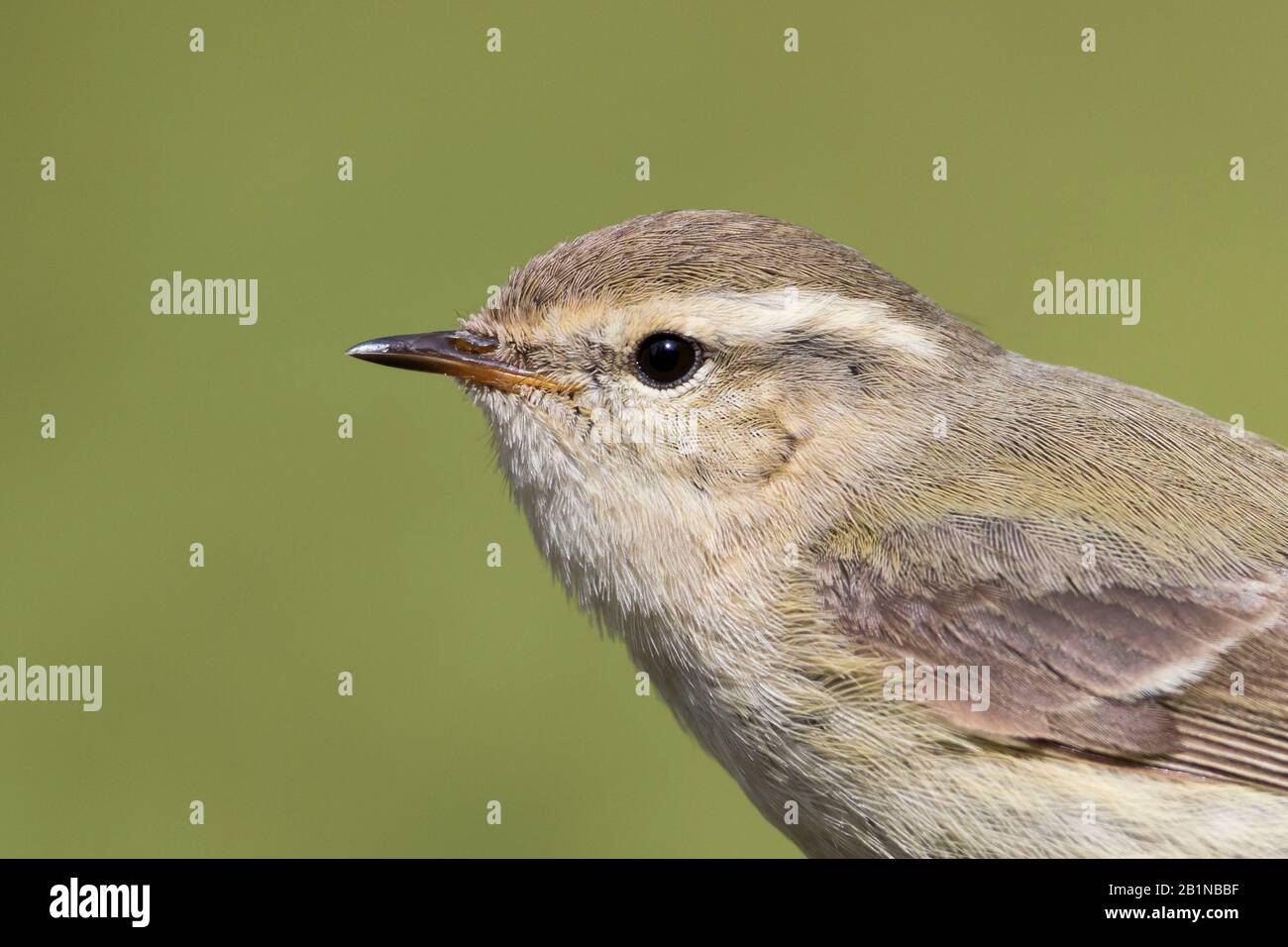 La paruline de Hume (Phylloscopus humei, Phylloscopus humei), portrait, Kirghizstan Banque D'Images