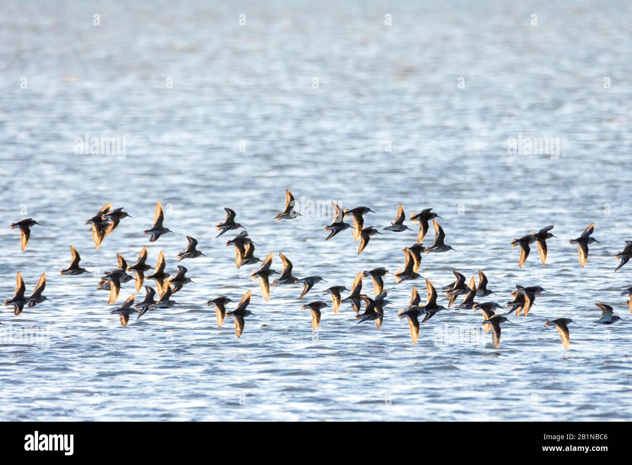 Dunlin (Calidris alpina), groupe de vol au-dessus de l'eau, France, Arles Banque D'Images