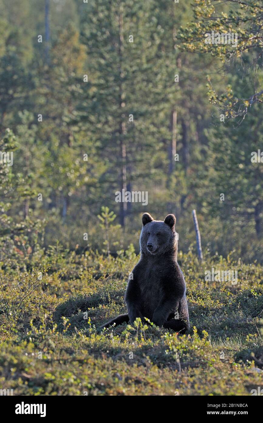 Ours brun européen (Ursus arctos arctos), se trouve dans la forêt, en Finlande Banque D'Images