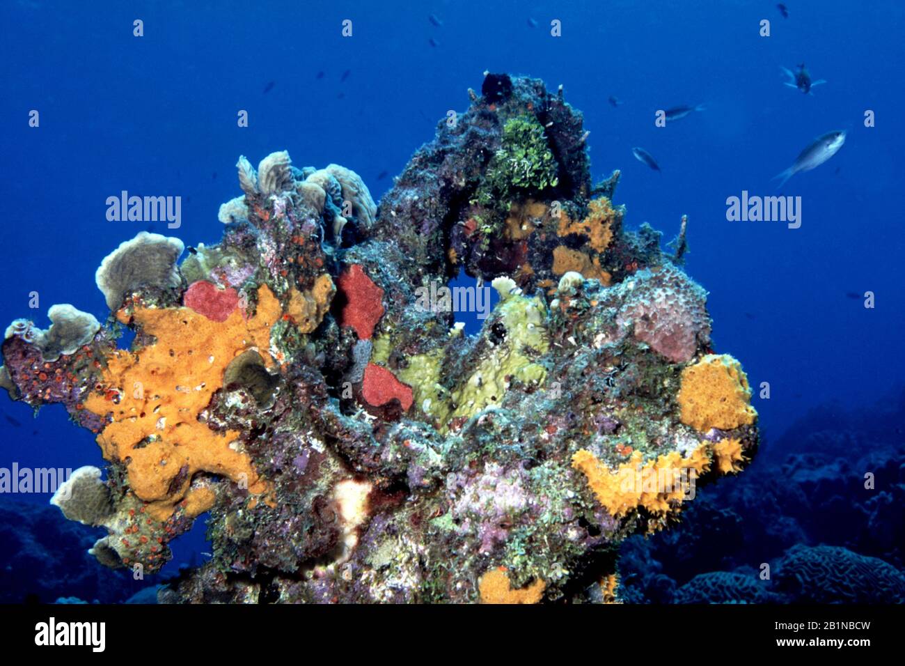 Algues sur les coraux dans les Caraïbes, Antilles néerlandaises, Curaçao Banque D'Images