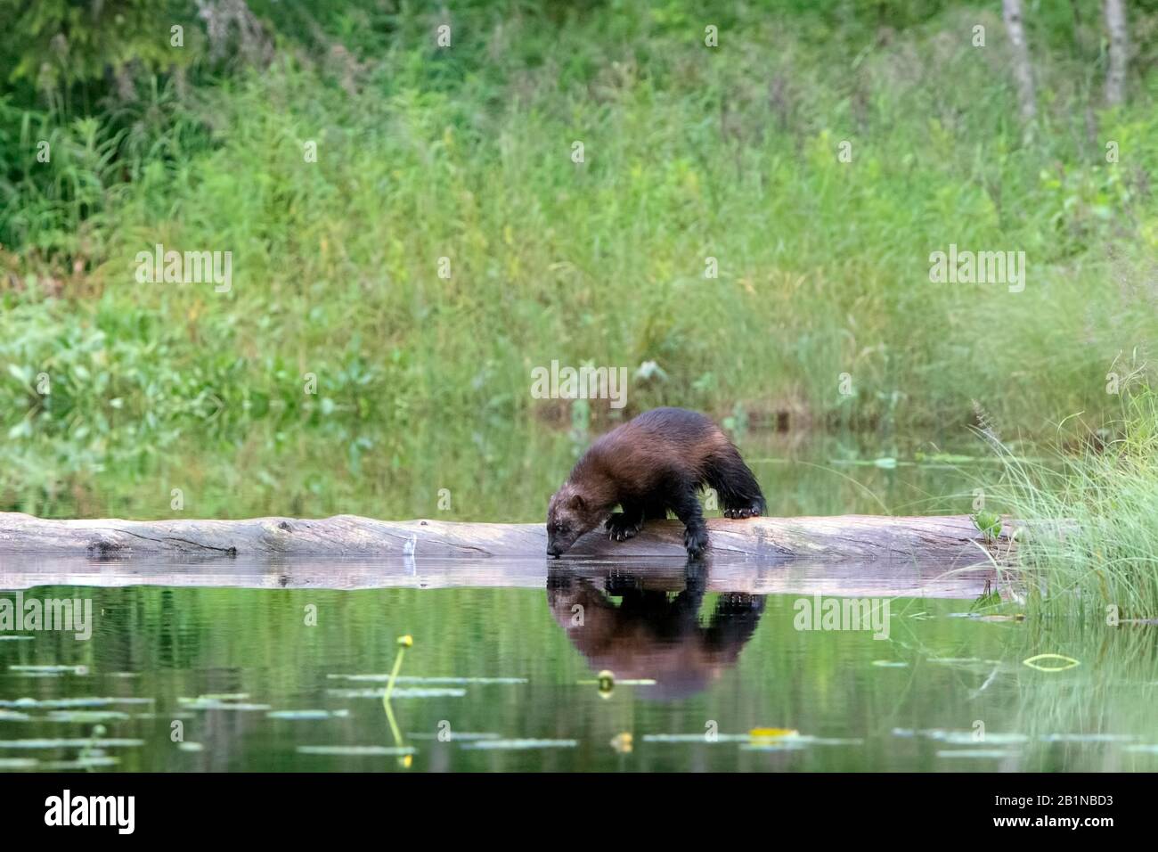 Wolverine (Gulo gulo), debout sur un tronc d'arbre mort dans l'eau, en Finlande Banque D'Images