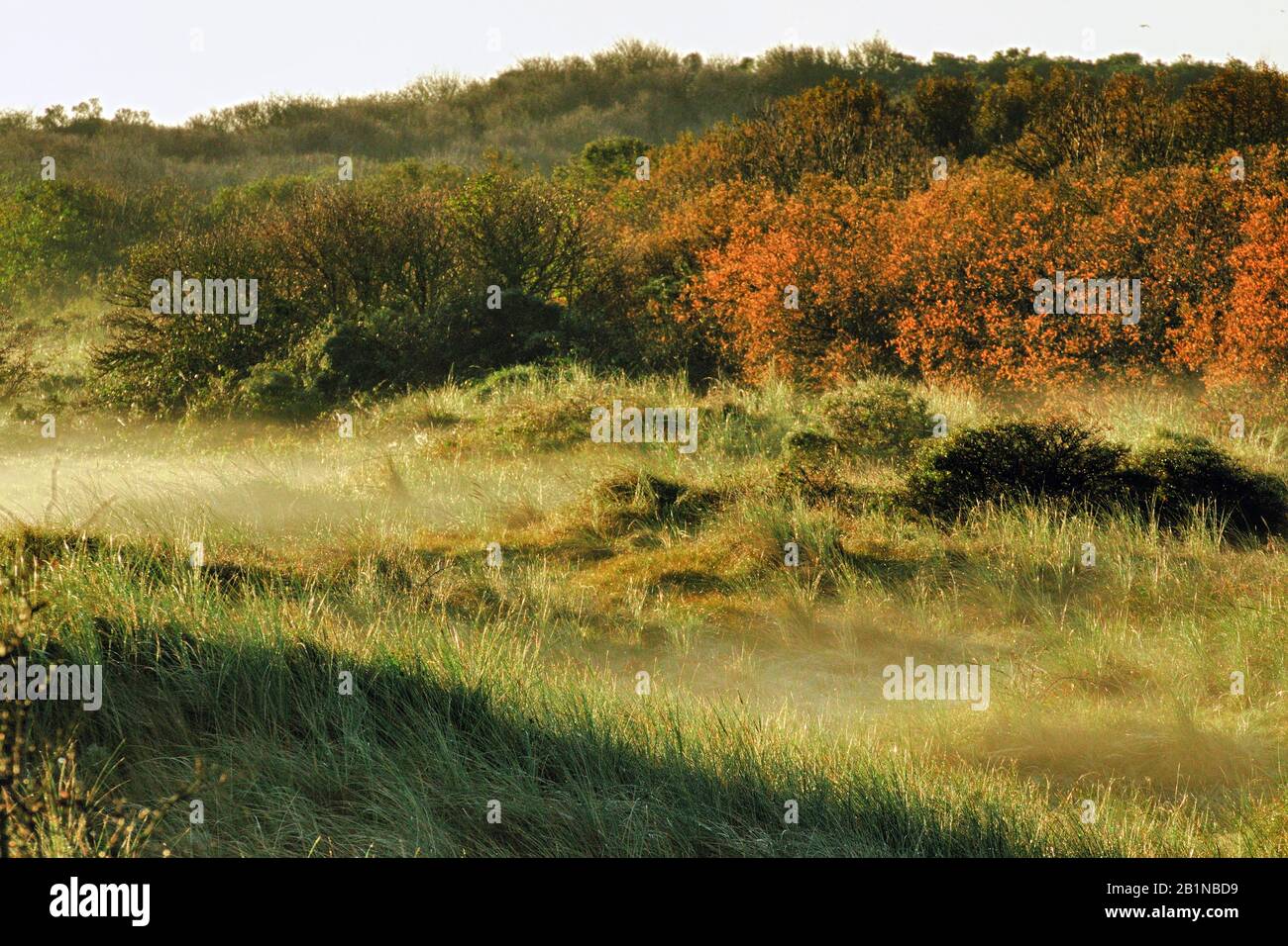 Paysage dune, Pays-Bas, Texel Banque D'Images