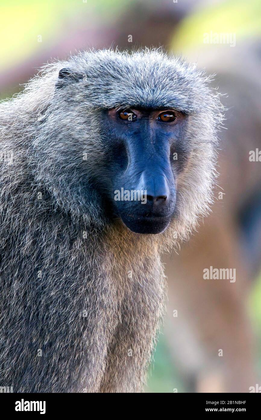 Babouin jaune, babouin de savane, babouin d'ubius, babouin d'olive (Papio anubis, Papio cynocephalus anubis), portrait Banque D'Images