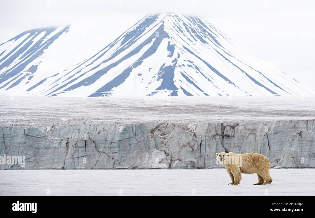 Ours polaire (Ursus maritimus), sur un glacier, Norvège, Svalbard Banque D'Images