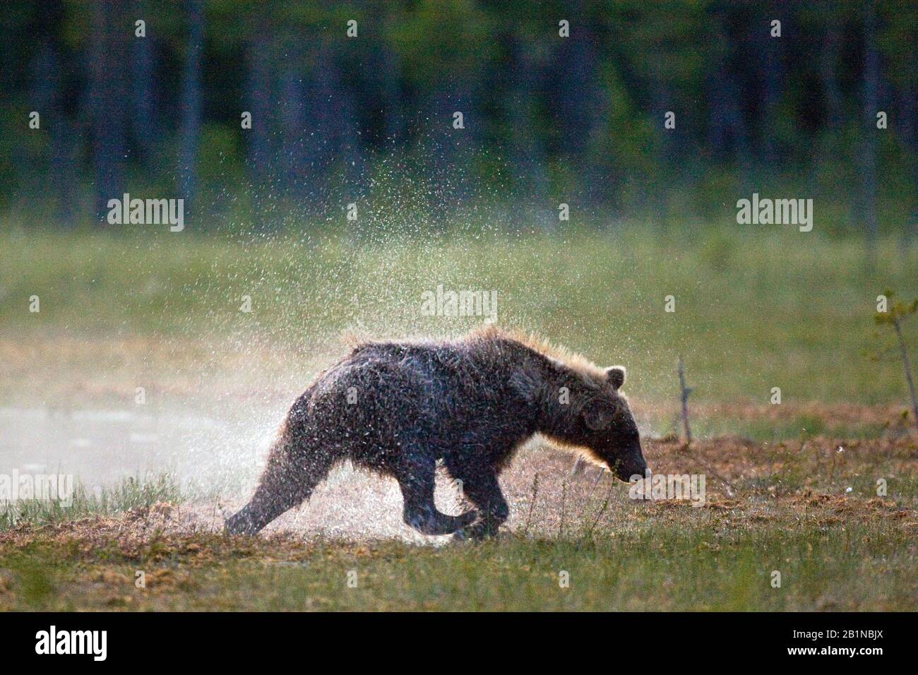 Ours brun européen (Ursus arctos arctos), secouant à terre, Finlande Banque D'Images