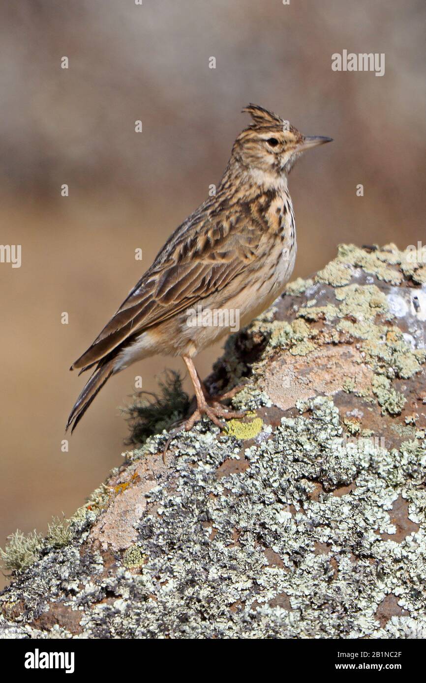 Thekla Lark dans les montagnes Bale Ethiopie Banque D'Images