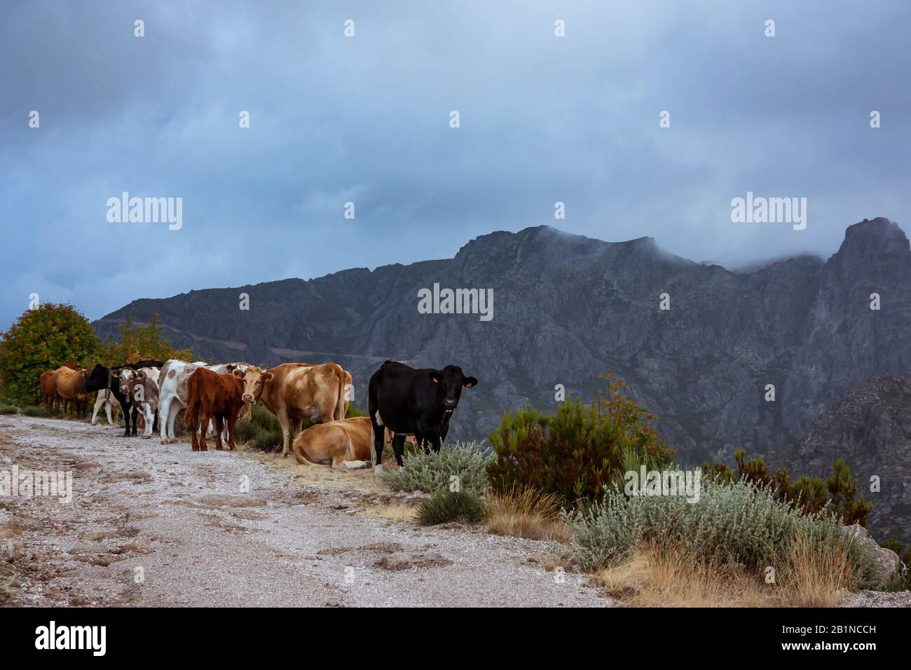 Un groupe de vaches contemplent la fréelly dans la Serra da Estrela, la plus haute montagne du Portugal. Banque D'Images