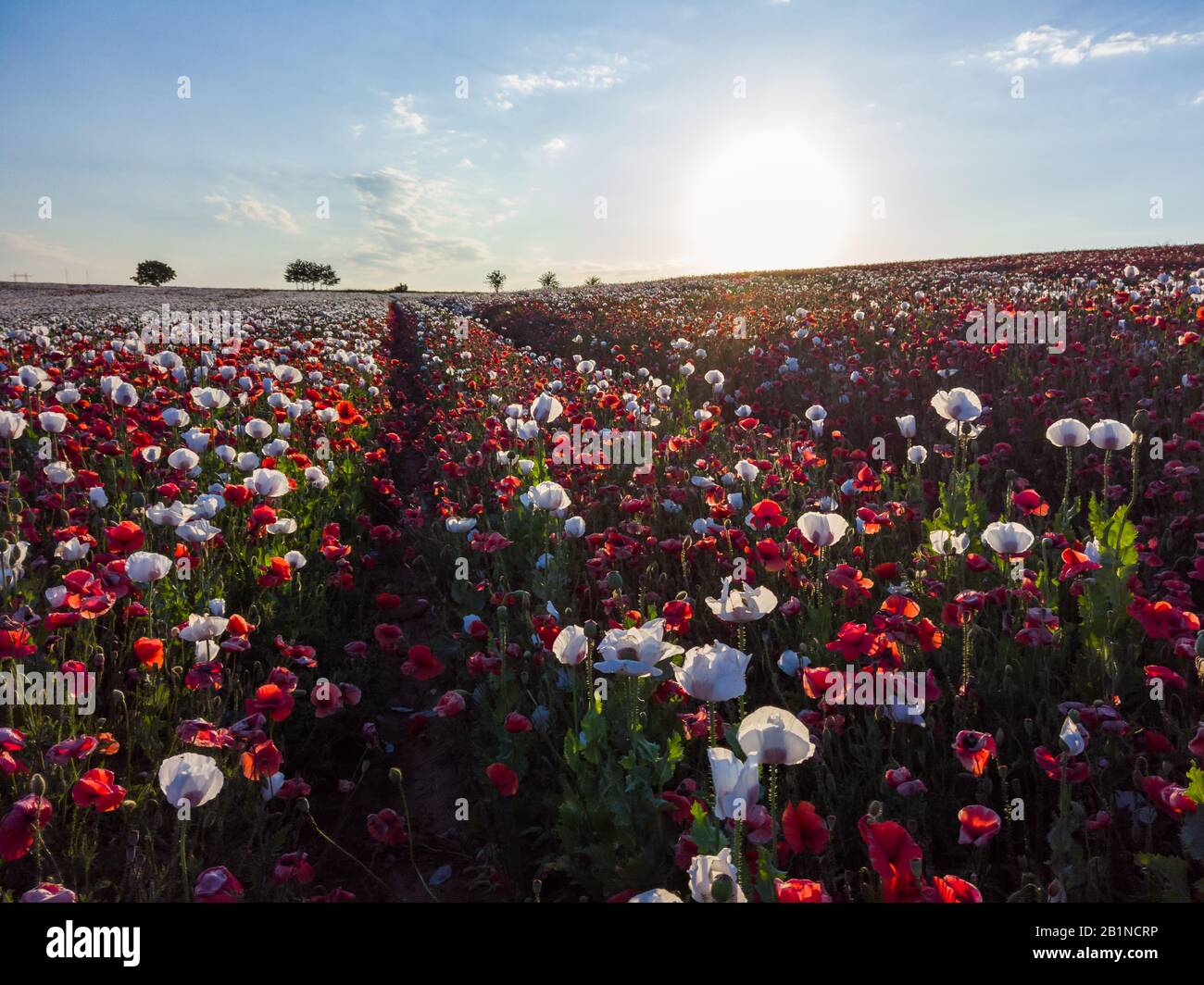 Magnifique champ de pavot pour une journée d'été ensoleillée. Ciel coloré plein de nuages. Banque D'Images