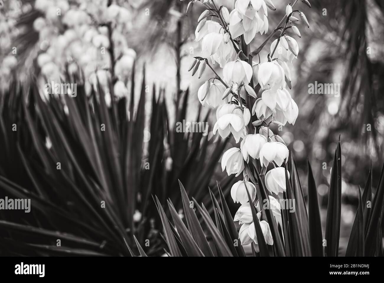 Fleurs blanches en forme de cloche et feuilles droites de Yucca Banque D'Images