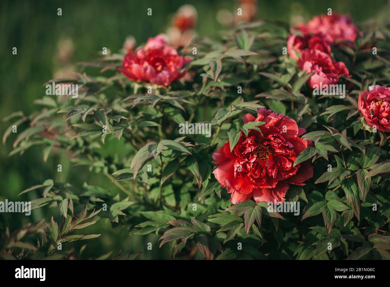bourgeons pivoté rose juteux sur fond de verdure, image d'un jardin fleuri en été Banque D'Images