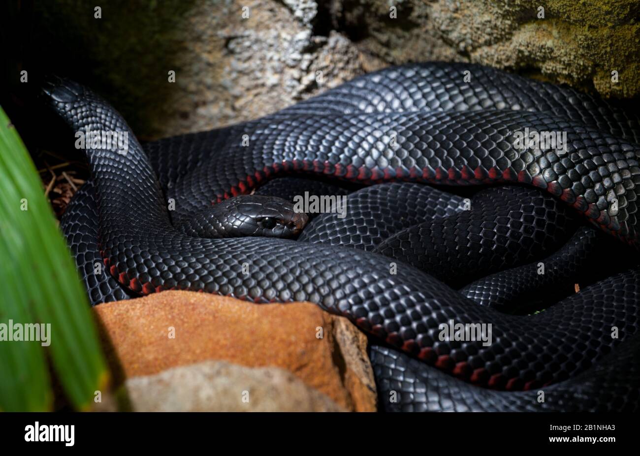 Serpent noir ventre rouge d'Australie Banque D'Images