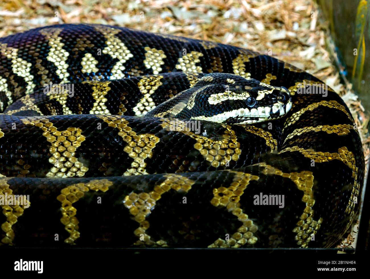 Grand serpent C'est un python réticulé en Australie Banque D'Images