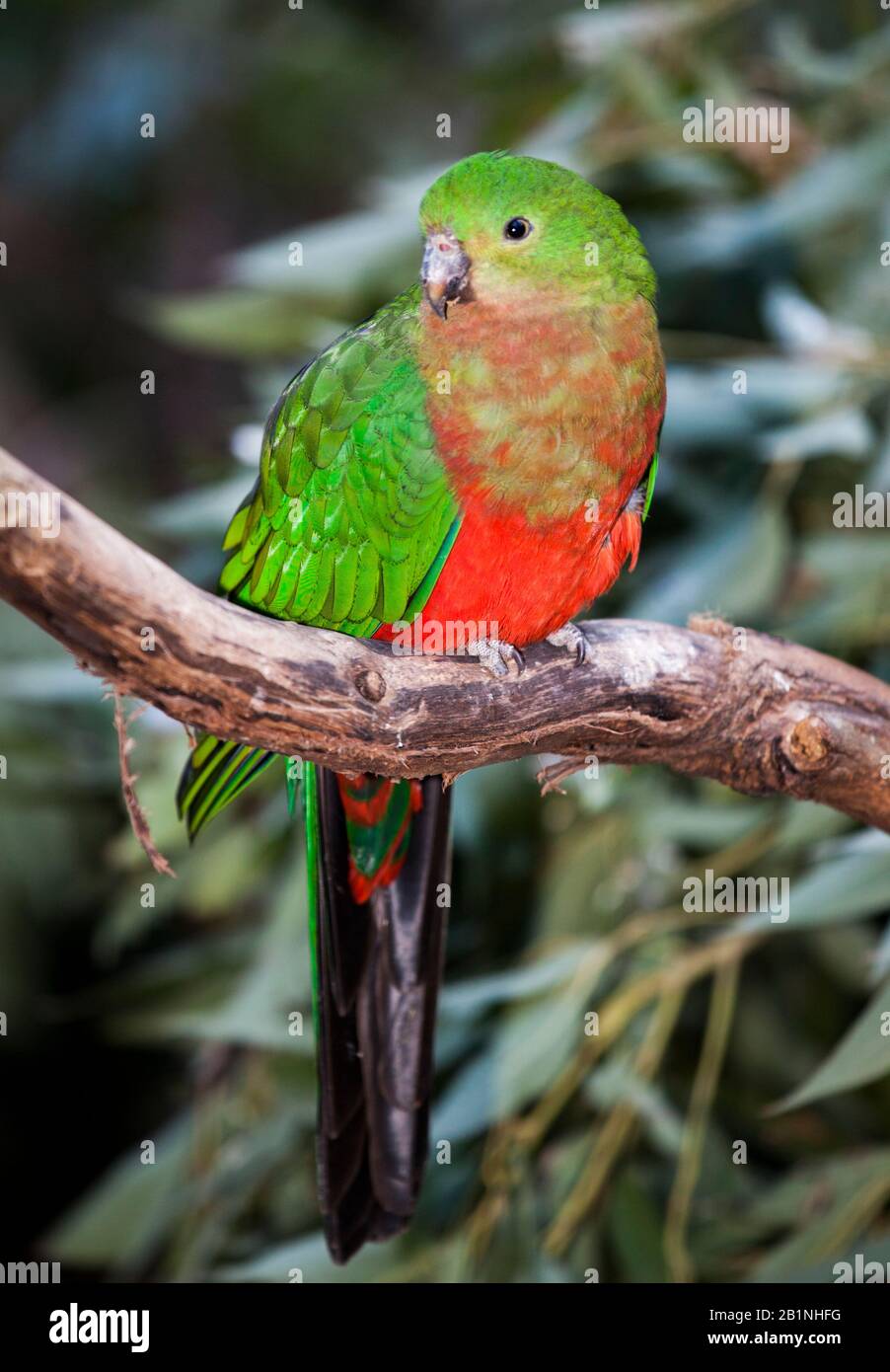 fémorale avec tête verte. On trouve généralement des perroquets de roi dans les forêts tropicales ou les forêts humides de sclérophylle Banque D'Images
