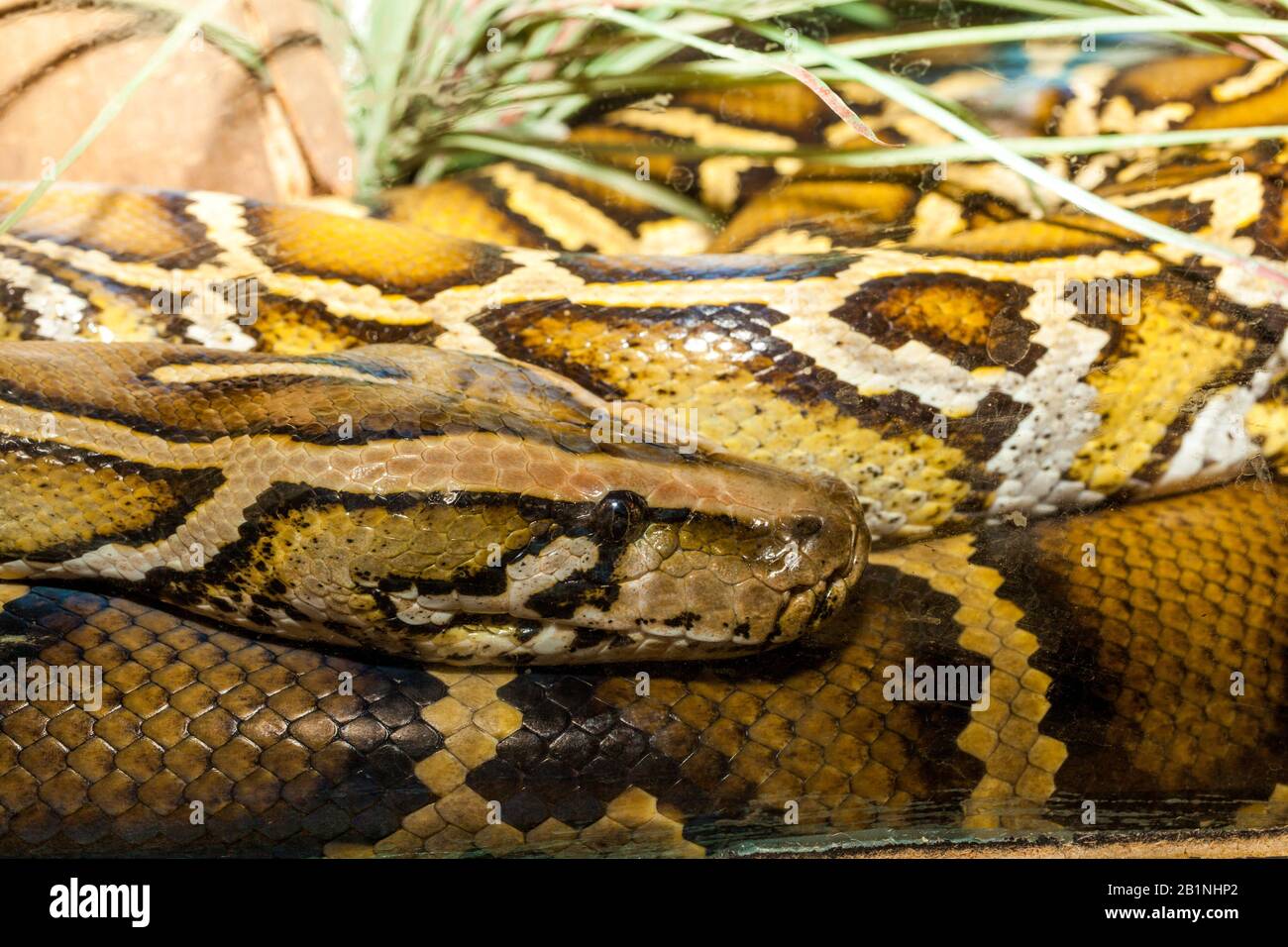 Grand serpent C'est un python réticulé en Australie Banque D'Images