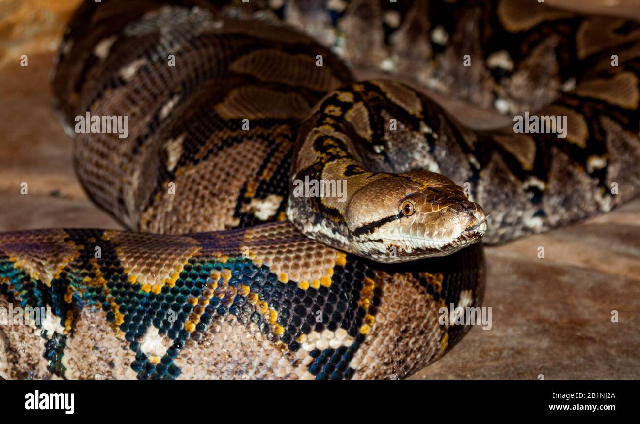 Grand serpent C'est un python réticulé en Australie Banque D'Images