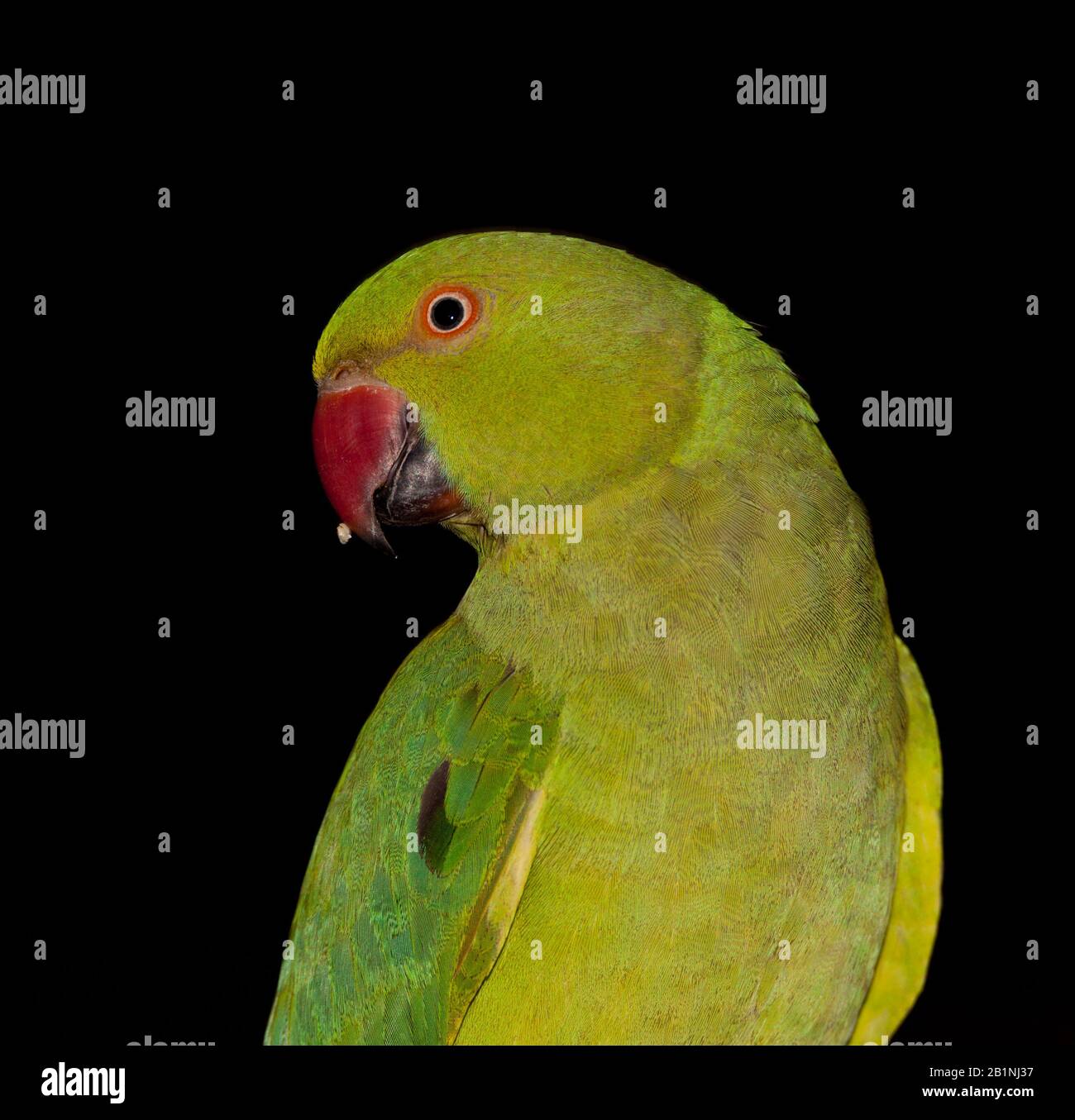 perroquet parakeet tout vert Banque D'Images