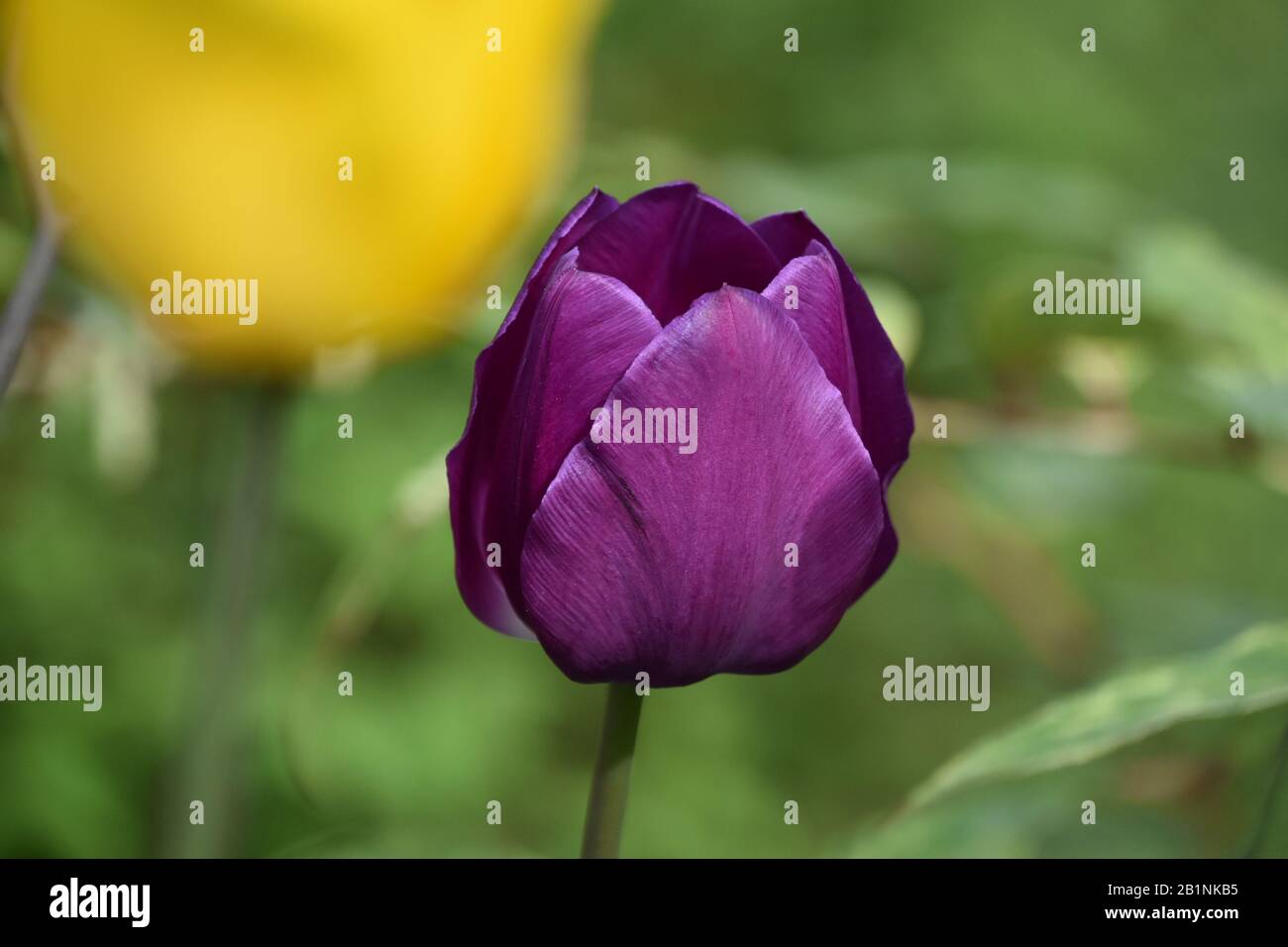 Au printemps tulipe violette Banque D'Images