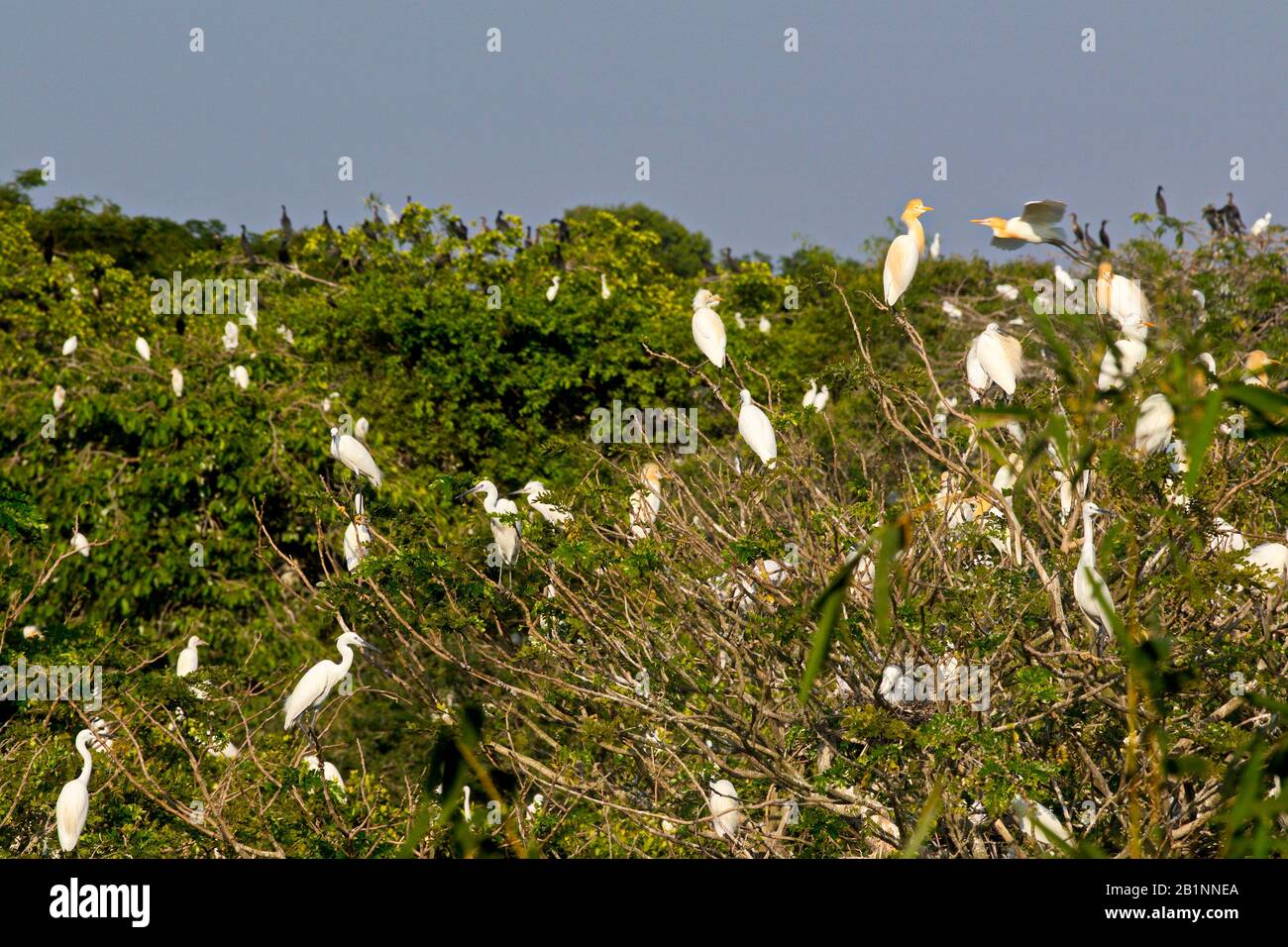 Oiseaux sauvages dans la Réserve naturelle de Bang Lang (jardin) à Can Tho,  au Vietnam Photo Stock - Alamy