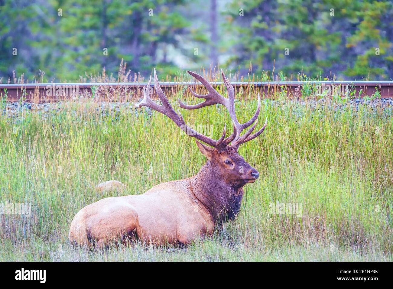 Des wapiti ou des wapiti mâles (Cervus canadensis) se trouvent près de la route ferroviaire dans le parc national Jasper. Alberta. Canada Banque D'Images Des wapiti ou des wapiti mâles (Cervus canadensis) se trouvent près de la route ferroviaire dans le parc national Jasper. Alberta. Canada Banque D'Images