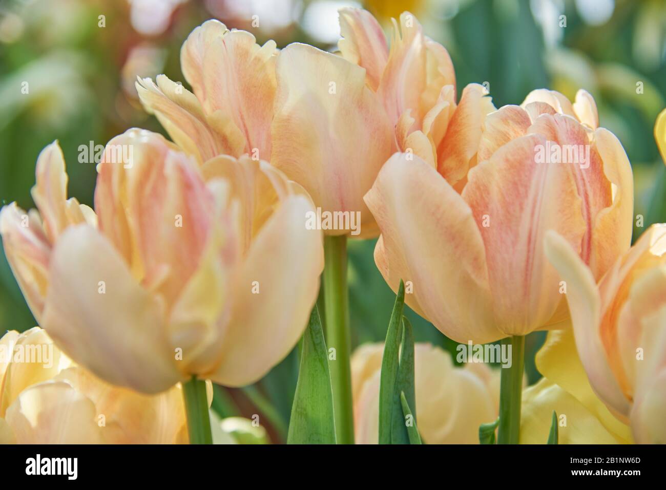 Tulipes délicates sur un fond flou. Fond floral. Banque D'Images