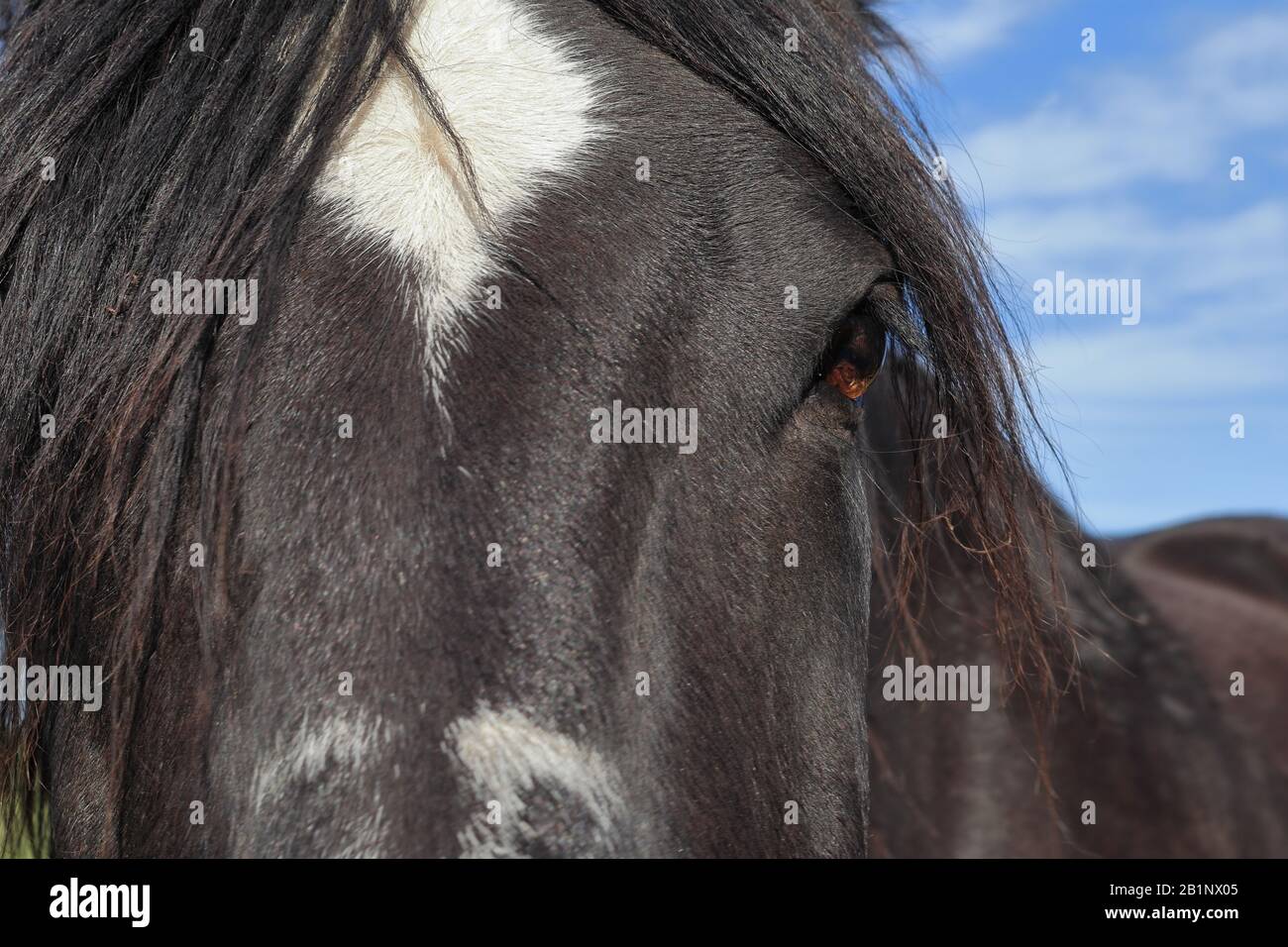 Gros plan sur un cheval noir avec une étoile blanche sur son front et le ciel bleu en arrière-plan. Banque D'Images