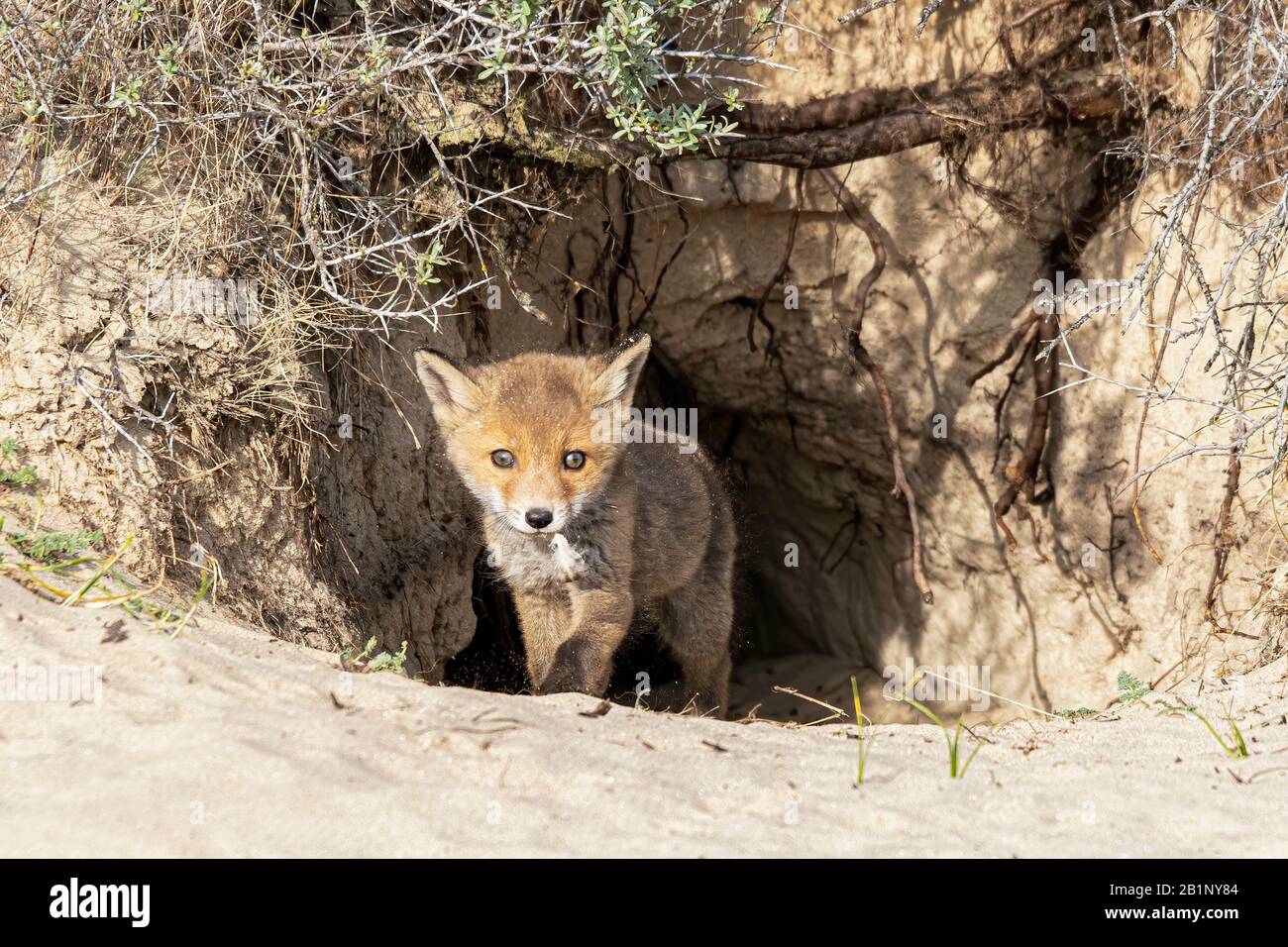 le petit renard roux (Vulpes vulpes) explore le monde. Amsterdam Waterleiding Duinen aux Pays-Bas. Banque D'Images