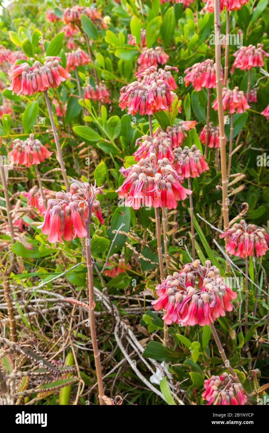 Bryophyllum delagoense, plante herbacée charnue avec tiges verticales de 30-180 cm de hauteur. Ses feuilles marchetées sont cylindriques et ont quelques petits 't Banque D'Images