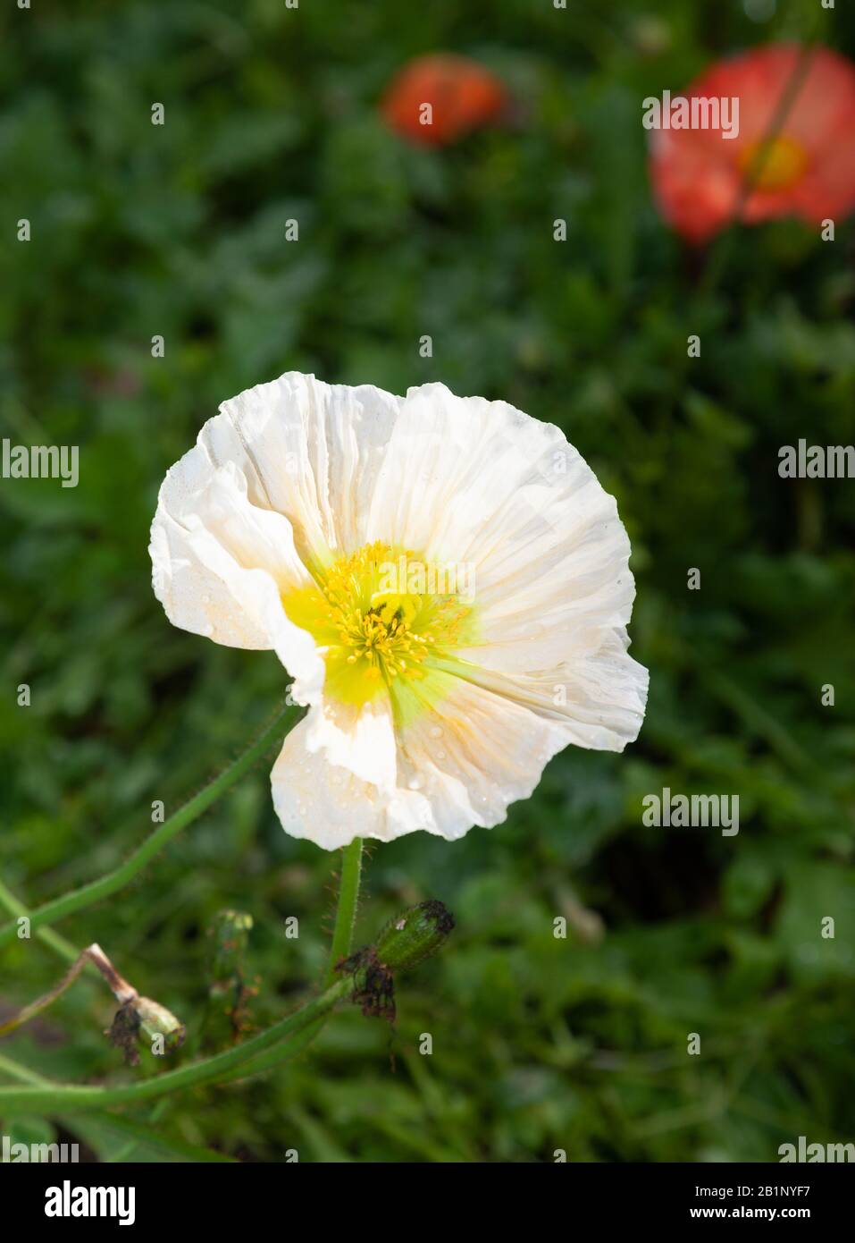 Les coquelicots sont des plantes herbacées, souvent cultivées pour leurs fleurs colorées. Une espèce de pavot, Papaver somniferum, est la source du narcotique o Banque D'Images