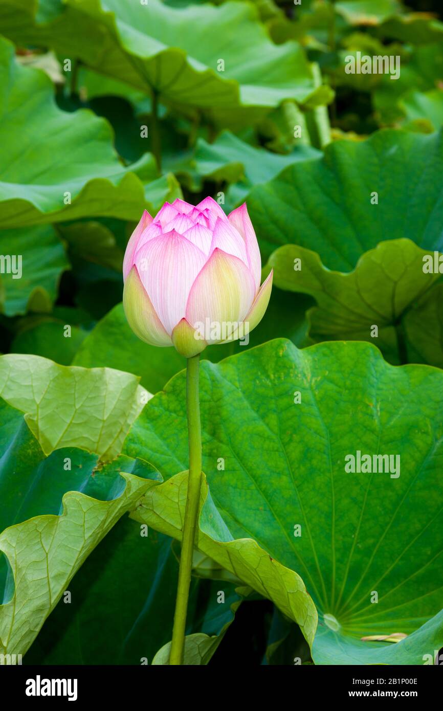 belle plante qui pousse dans l'eau, le nénuphars Banque D'Images