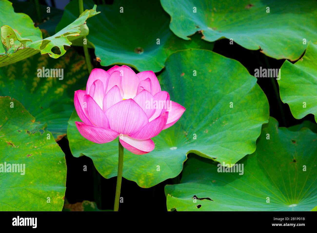 belle plante qui pousse dans l'eau, le nénuphars Banque D'Images
