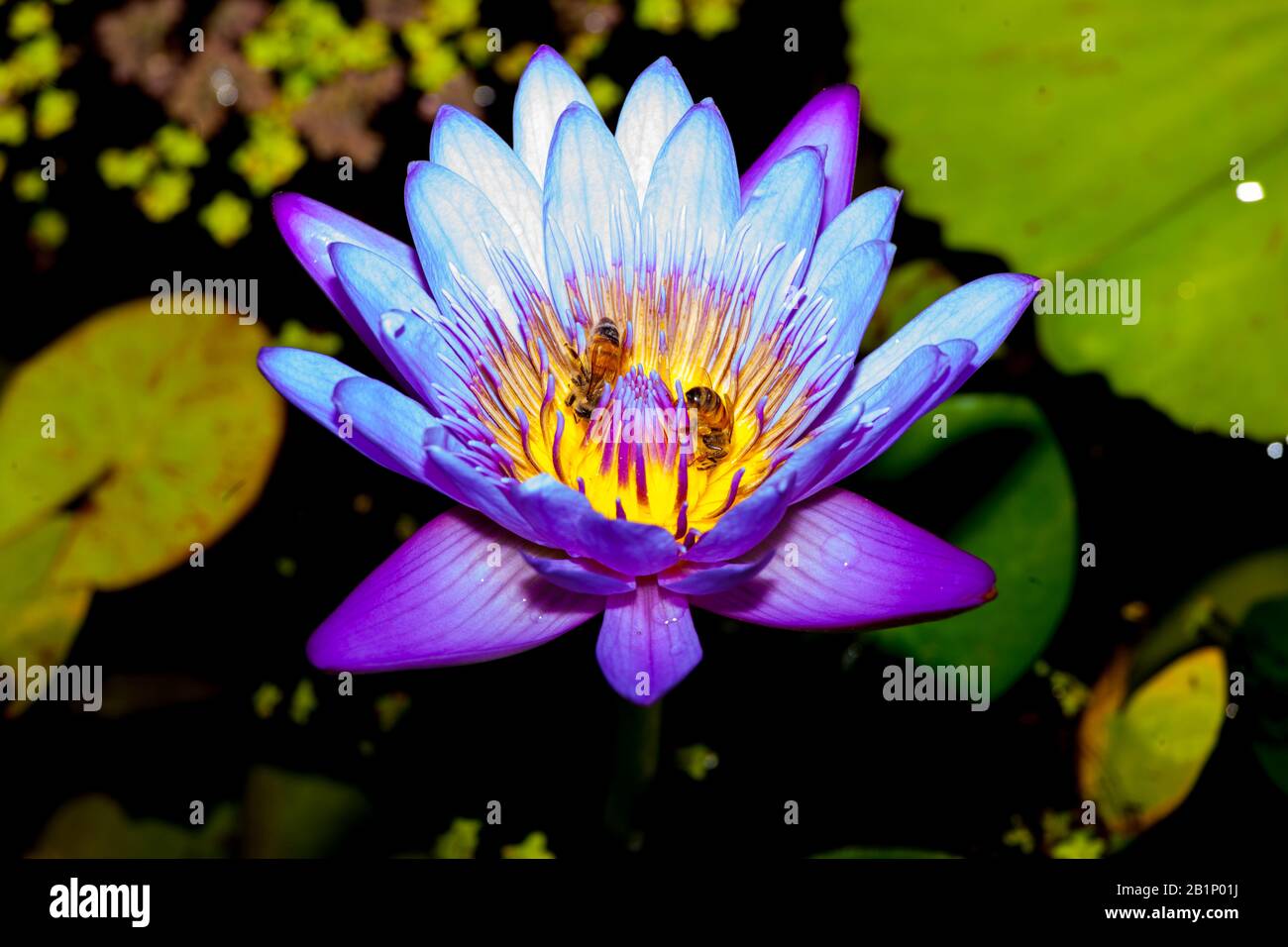 belle plante qui pousse dans l'eau, le nénuphars Banque D'Images