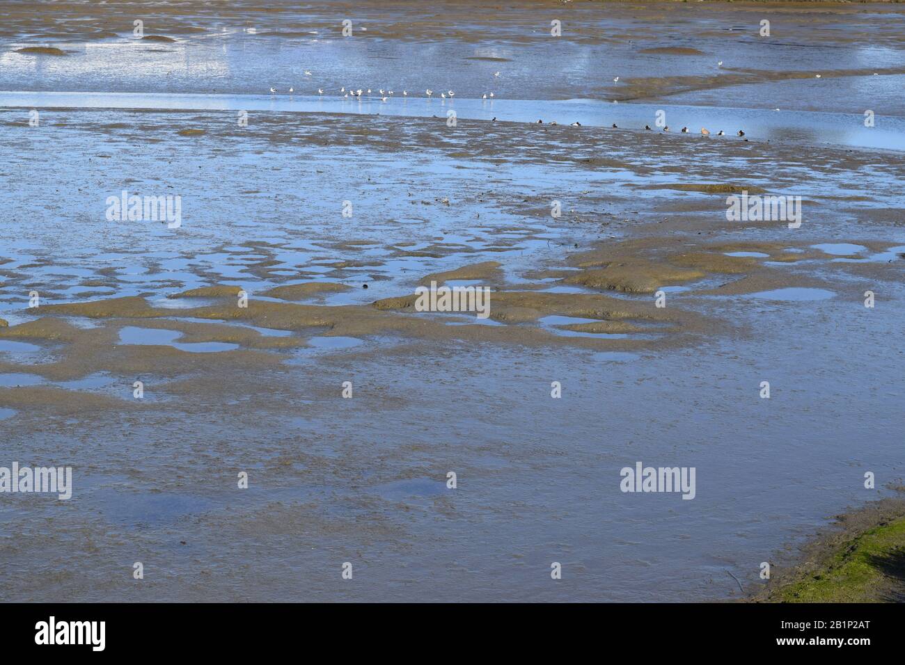 Les oiseaux de rivage se fracassent dans un estuaire près du sentier de la baie de San Francisco. Banque D'Images