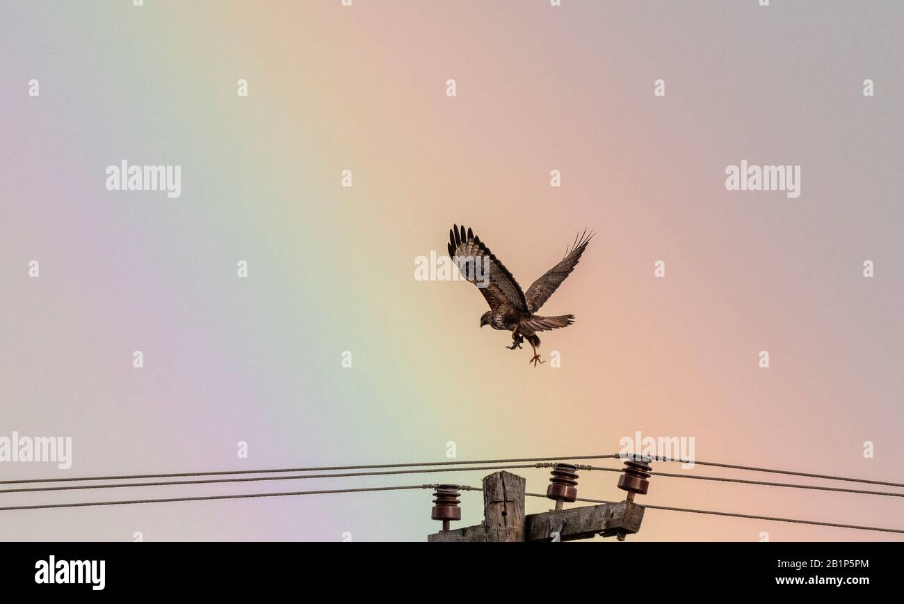 Buzzard en partant du poteau du télégraphe, avec l'arc-en-ciel derrière. Grèce. Banque D'Images