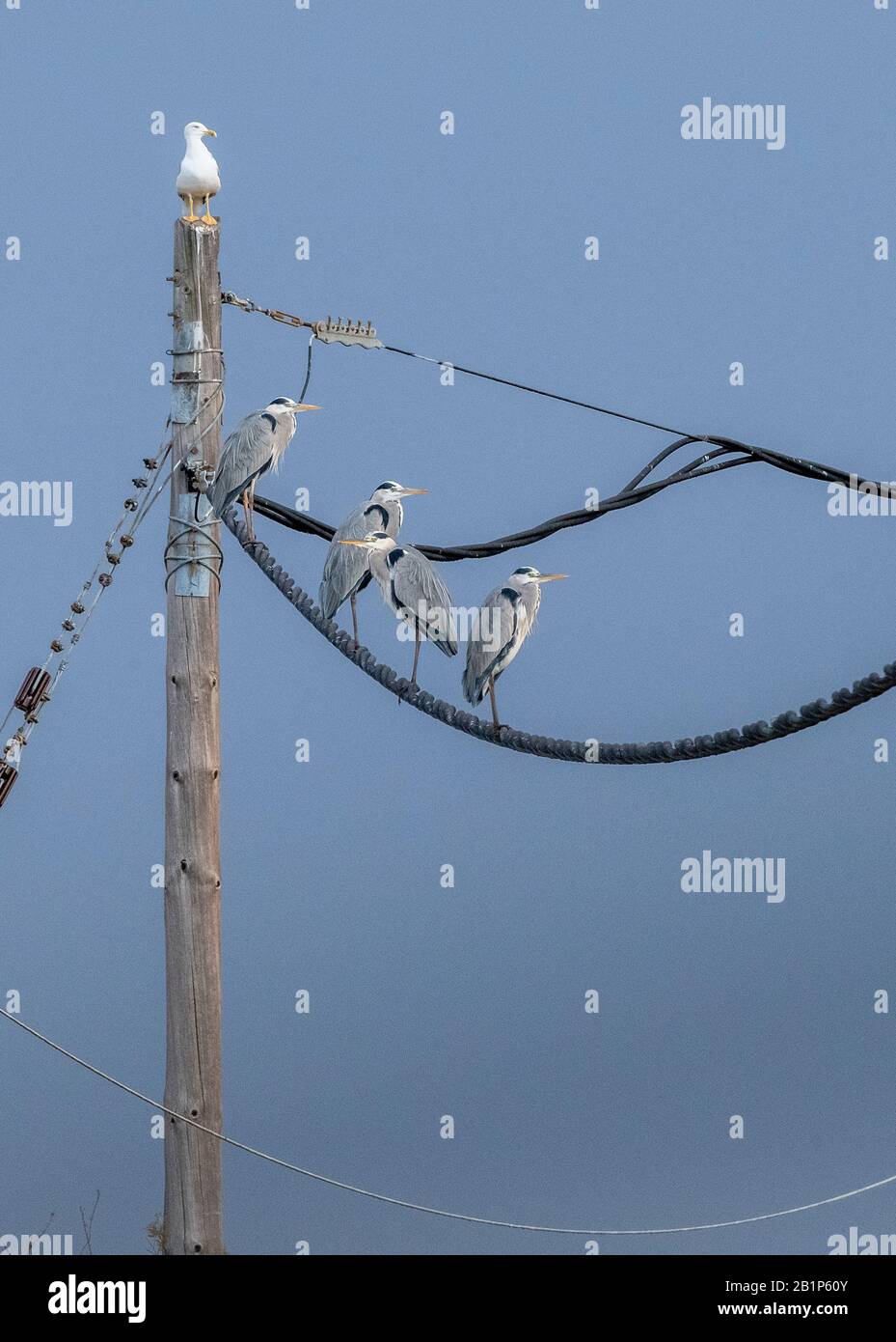 Le groupe des hérons gris, Ardea cinerea, s'est rassemblé sur les fils du téléphone pendant que l'orage passe. Grèce. Banque D'Images