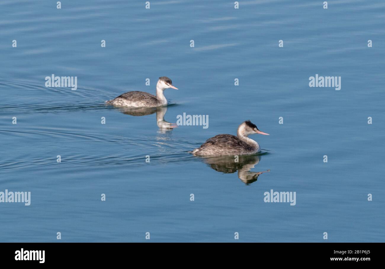 Deux grands grèbes, le criétat de Podiceps, la natation et la pêche sur le lac, en plumage de début d'hiver. Banque D'Images