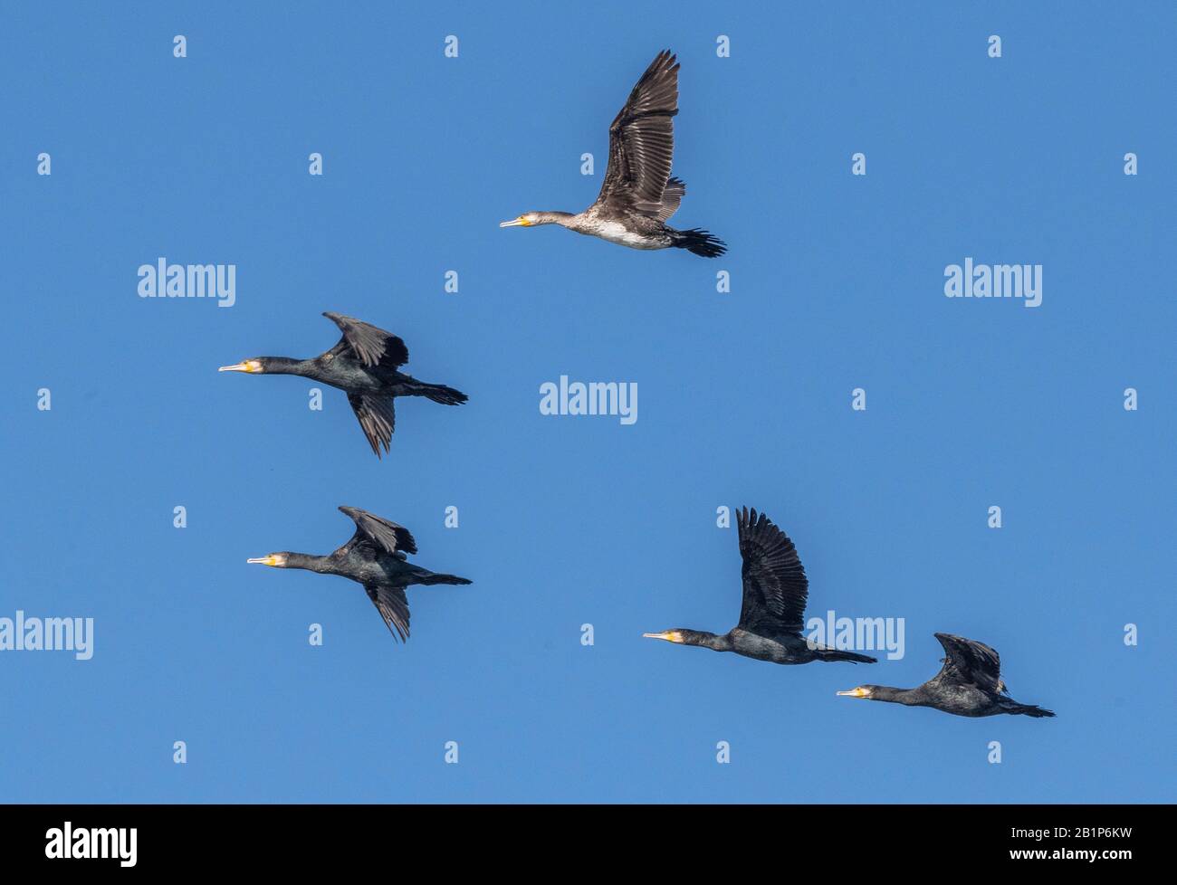 Cormorants communs, Phalacrocorax carbo, - adultes et jeunes - en vol au-dessus du lac. Banque D'Images