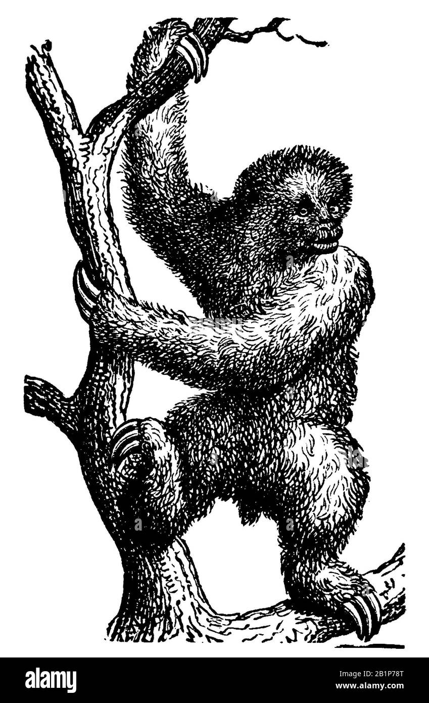 Sloth à gorge pâle, Bradypus tridactylus, (livre de biologie, 1898) Banque D'Images